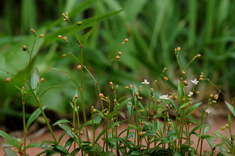 DSC_2514-1.jpg