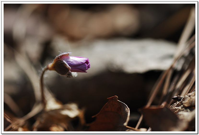 DSC_0219-1.jpg