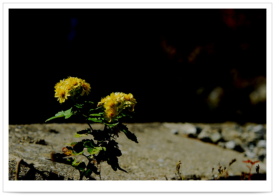 DSC_7240.jpg