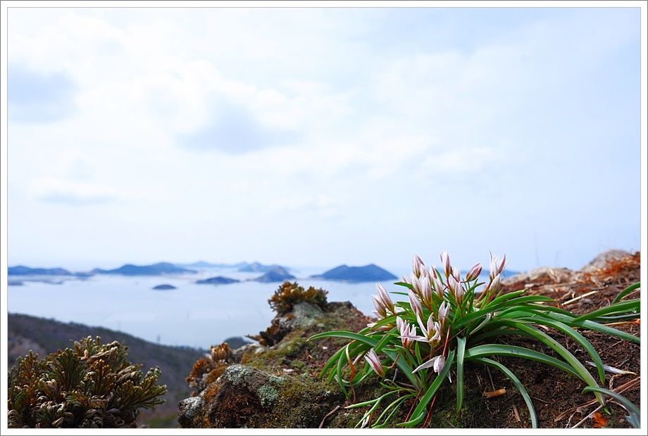 산자고34.JPG