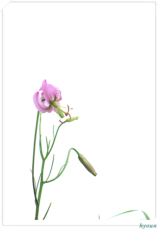 솔나리_5673.jpg