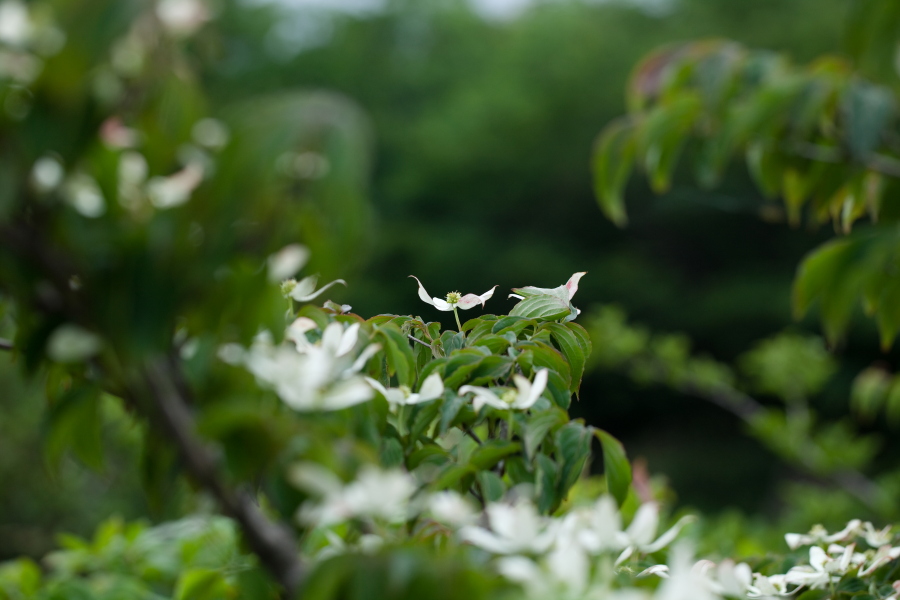 산딸나무385.JPG