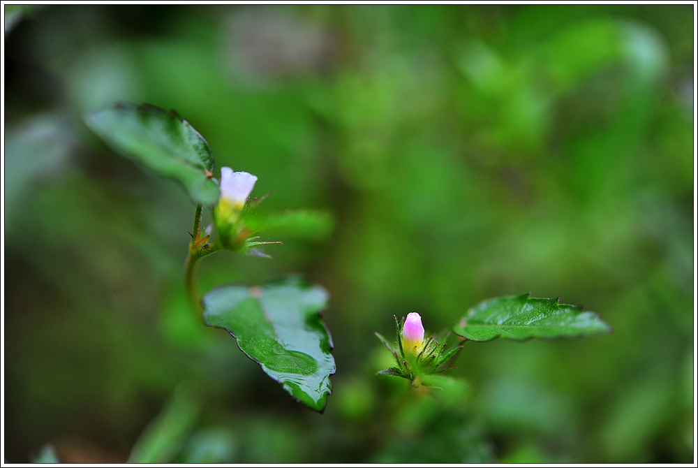 DSC_1016.jpg