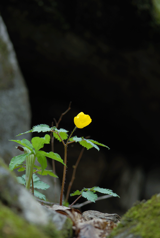 DSC_8044-1.gif