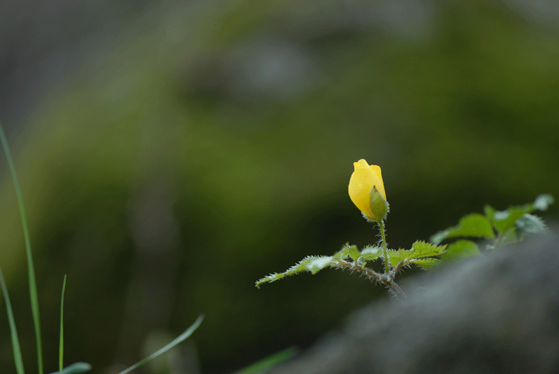 DSC_8041-1.gif