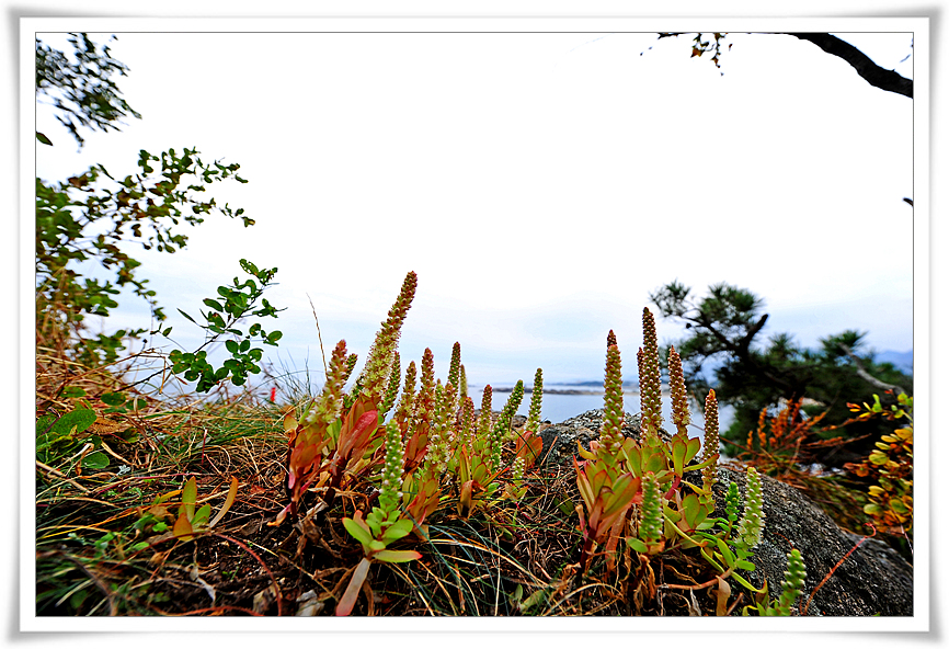 DSC_6556-1.jpg