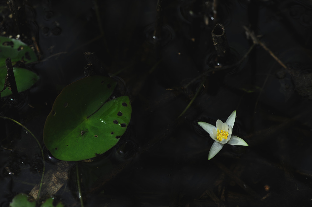 DSC_1657.jpg