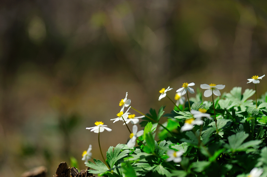 홀아비바람꽃014f.jpg