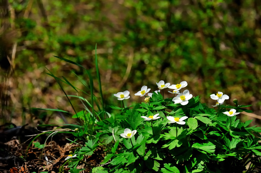 홀아비바람꽃038f.jpg