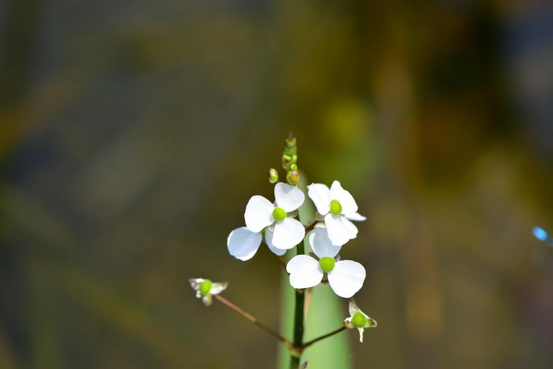 DSC_4785.JPG
