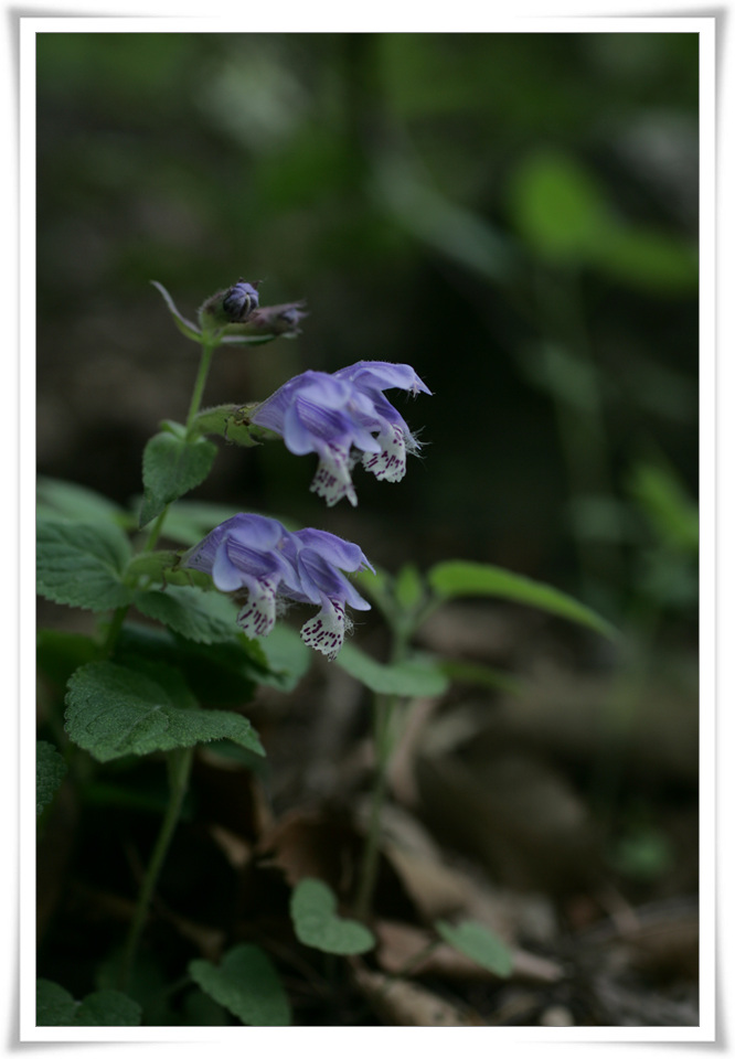 HB1F0990.jpg