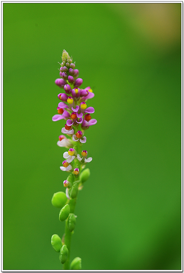 20100809_4900.jpg