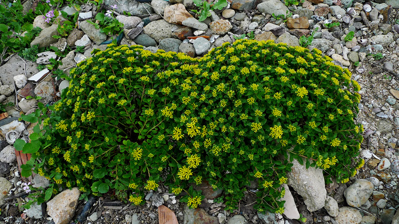 L1090494-1.jpg