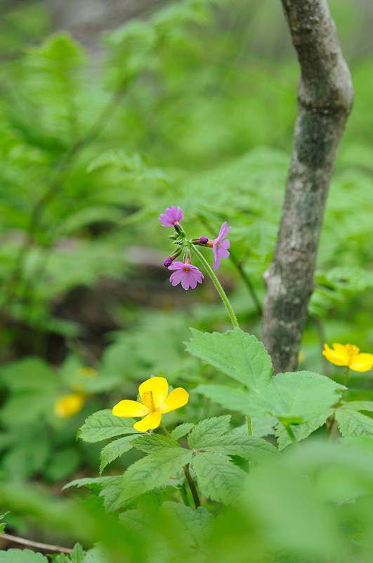 DSC_4057.jpg
