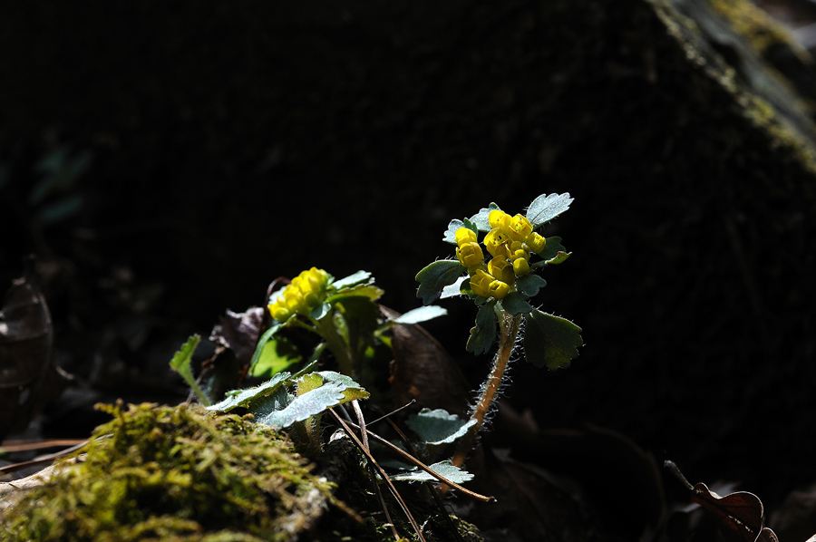 DSC_8783.jpg
