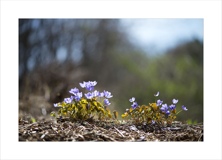 DSC_9718-1-1.jpg