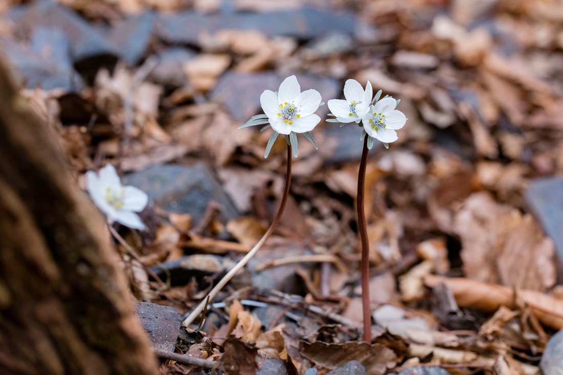 변산바람꽃 쌍두_C3A6427.jpg