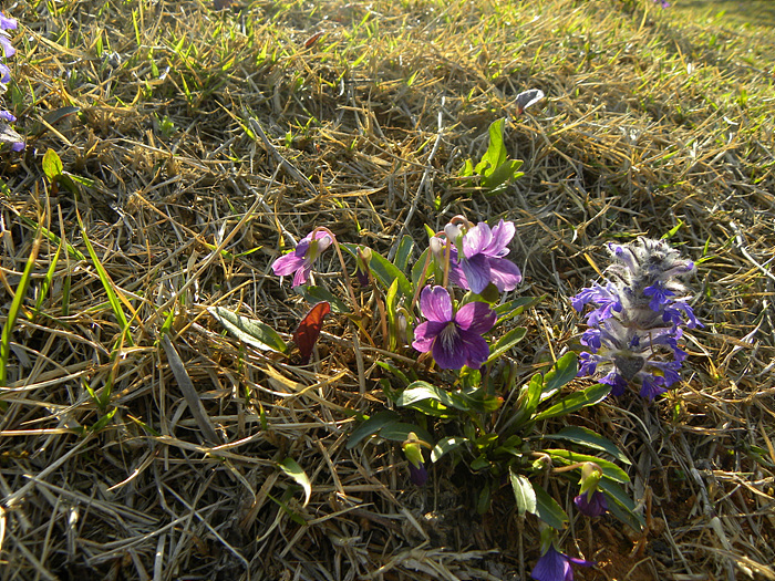 DSCN1276.jpg