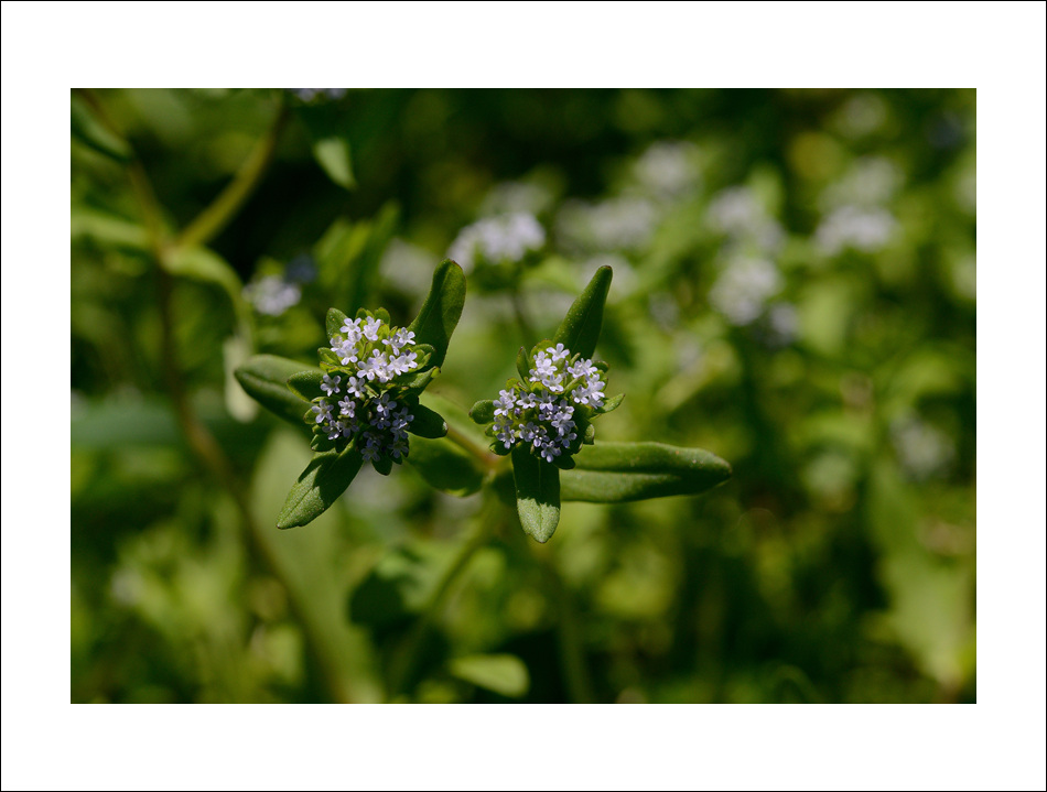 DSC_2170.jpg