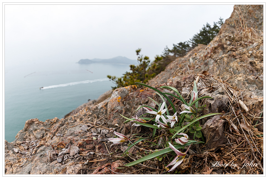 산자고2.jpg