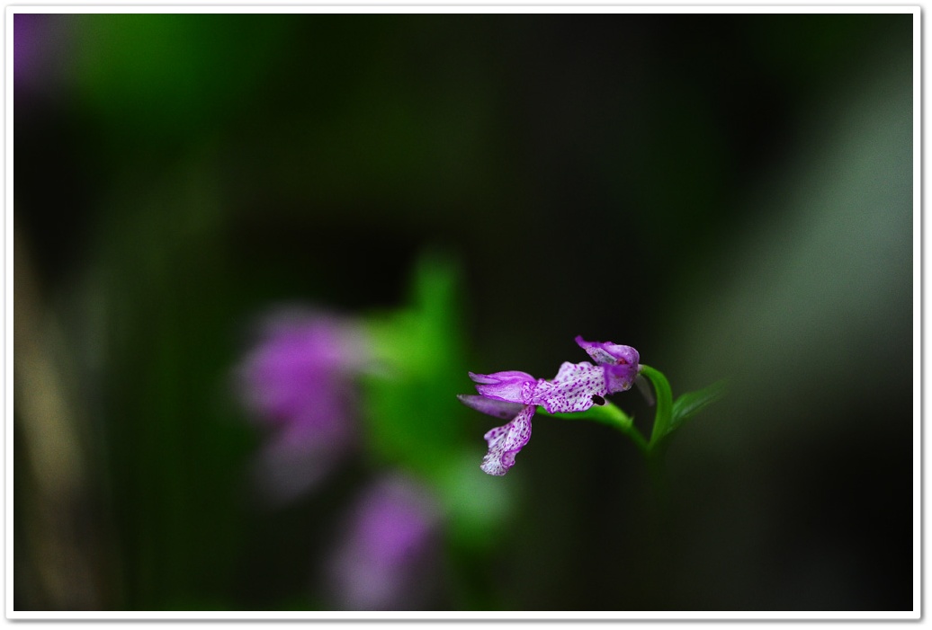 DSC_9019-1.jpg