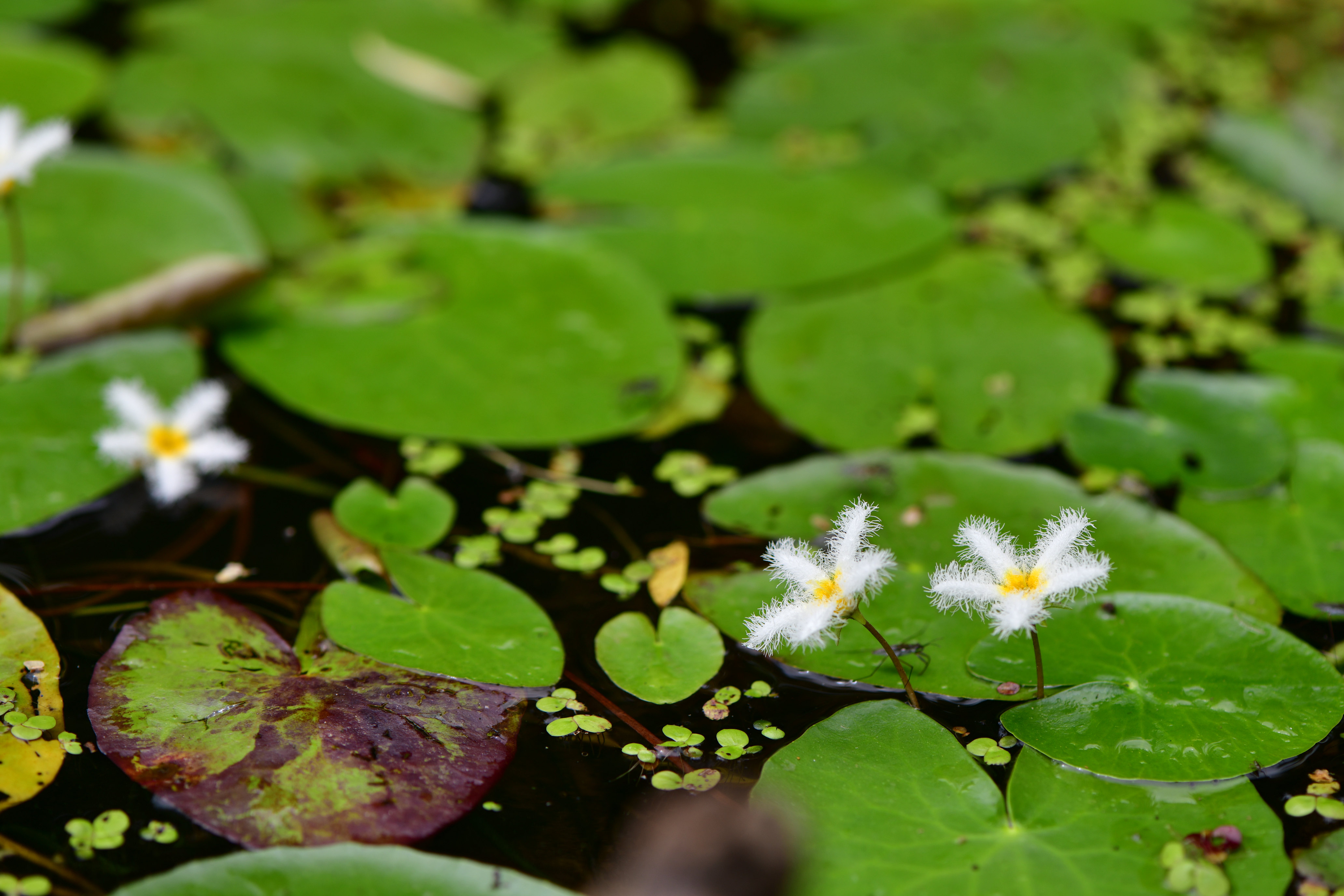 DSC_0327.JPG