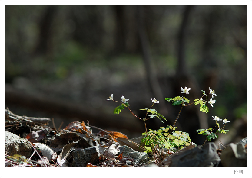 DSC_2443만주바람꽃.jpg