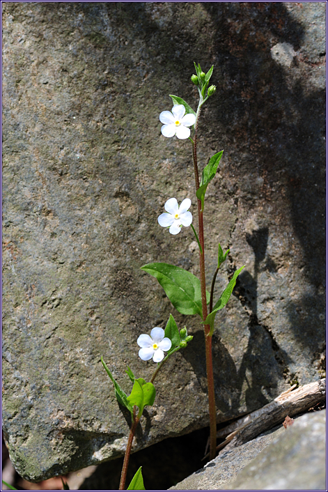 참꽃마리_6913.jpg