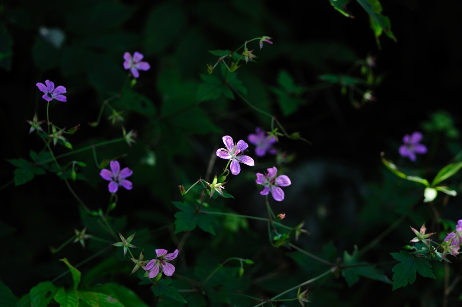 DSC_5458.JPG