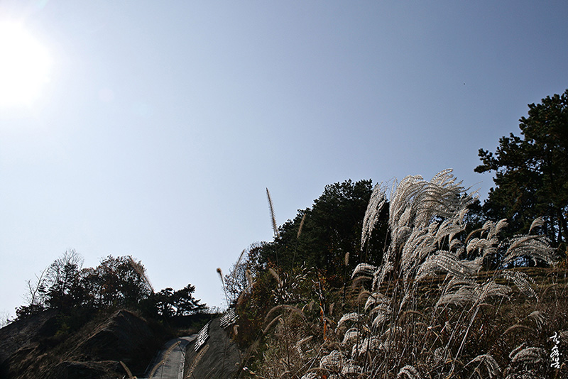 억새356.jpg