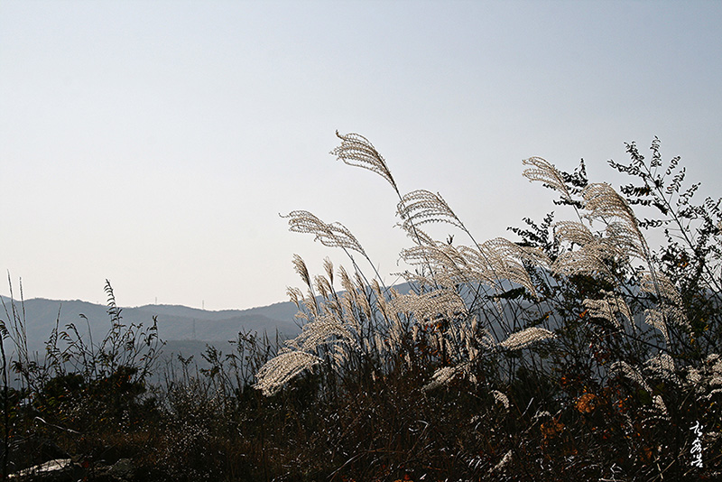 억새359.jpg