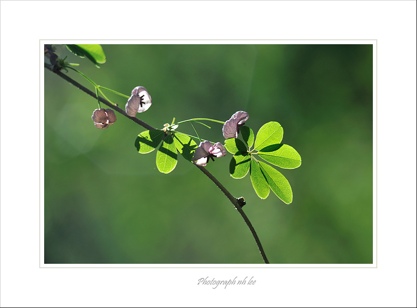 으름.10.jpg