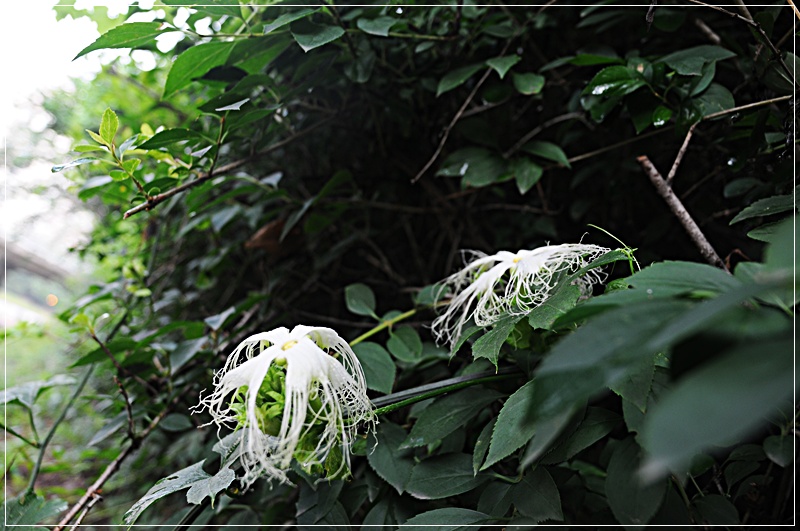 DSC_4518.JPG