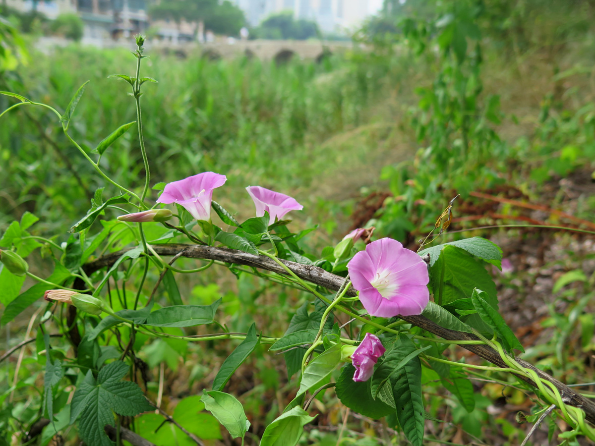 메꽃만안교IMG_6767.jpg