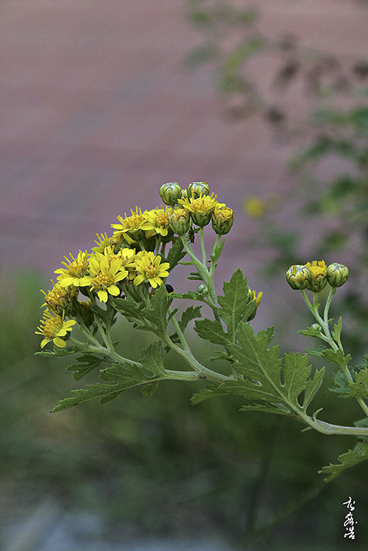 산국9586.jpg