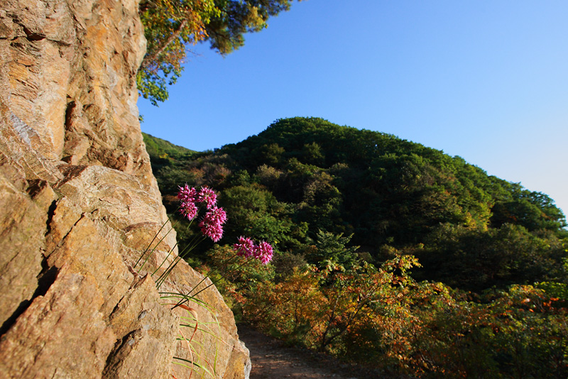 산부추1-광각 사본.jpg