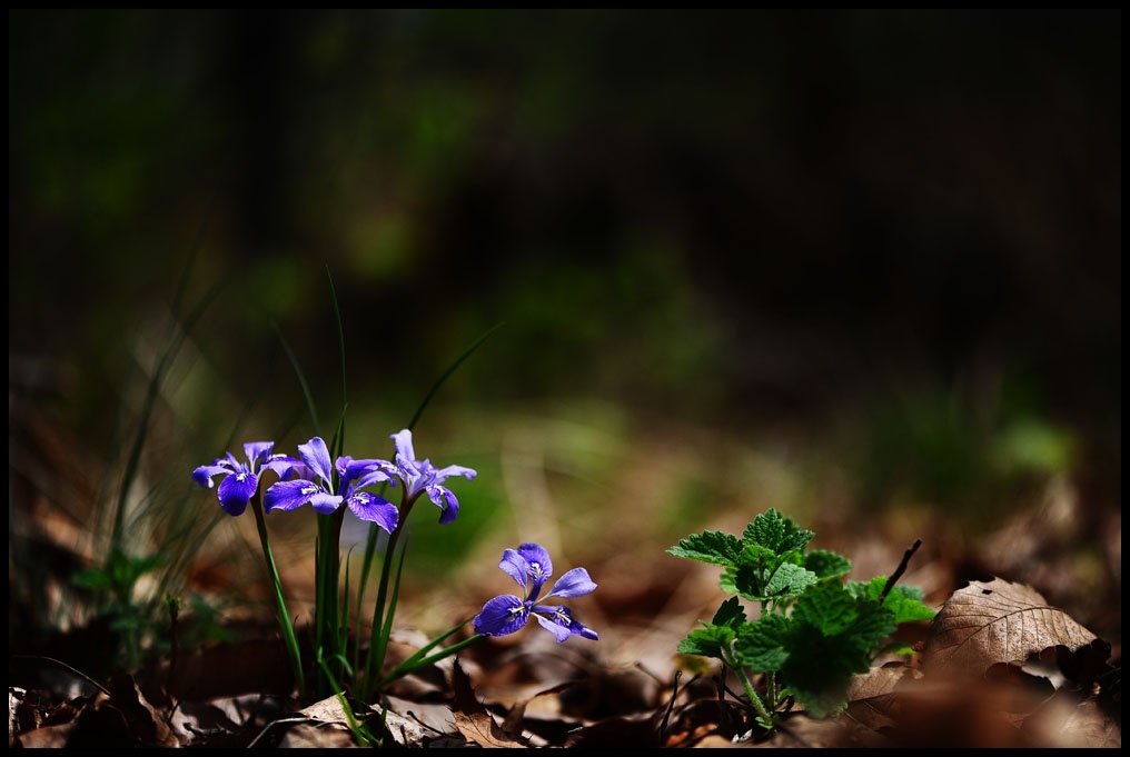 DSC_7011-1.jpg