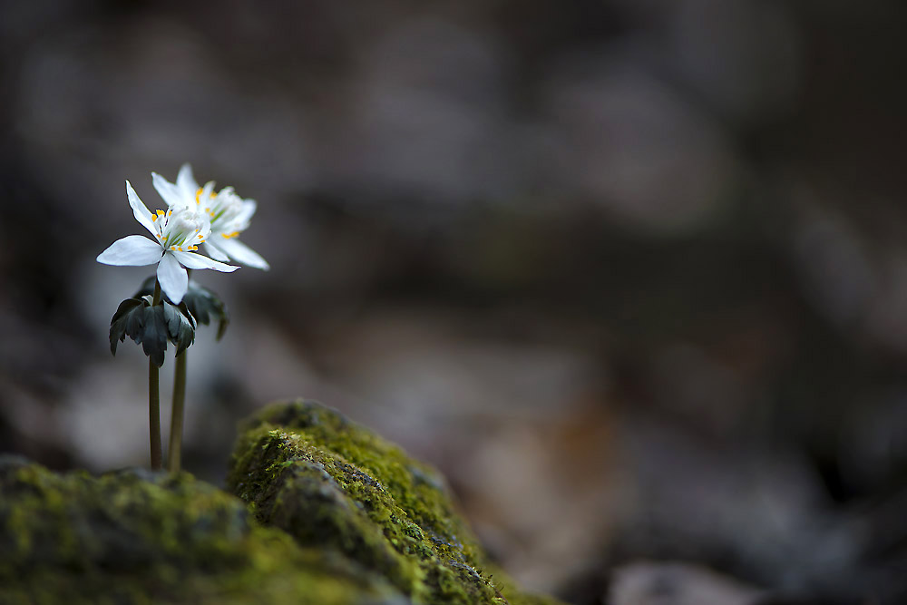 20140308_0058a-1.jpg
