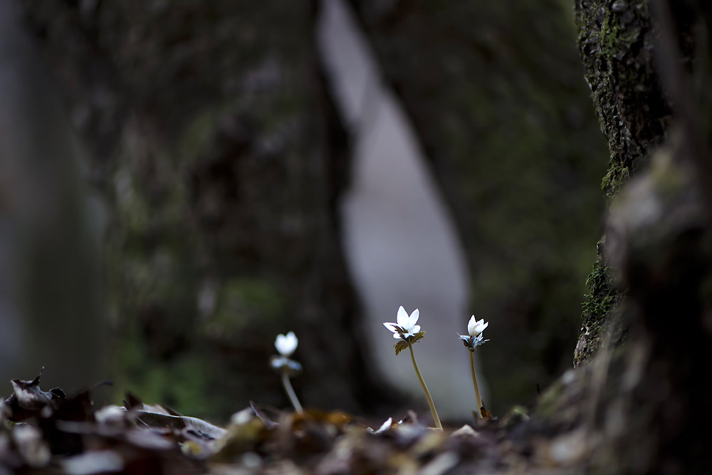 20140308_0114a-1.jpg