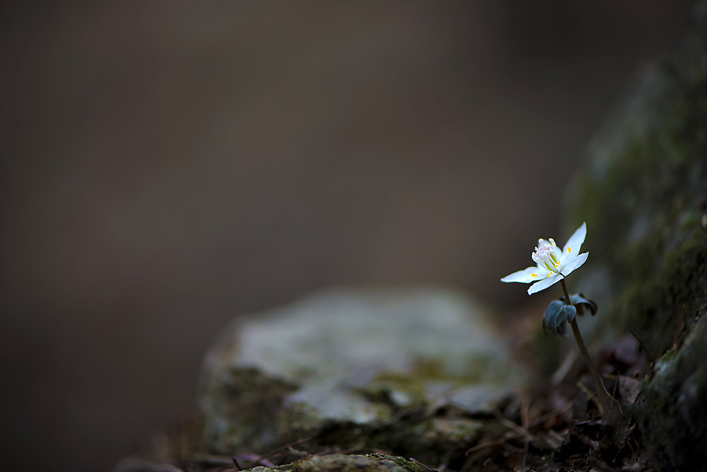 20140308_0052a-1.jpg