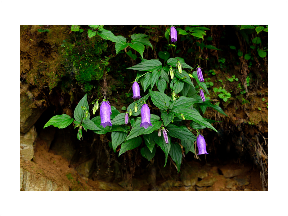 DSC_4104.jpg