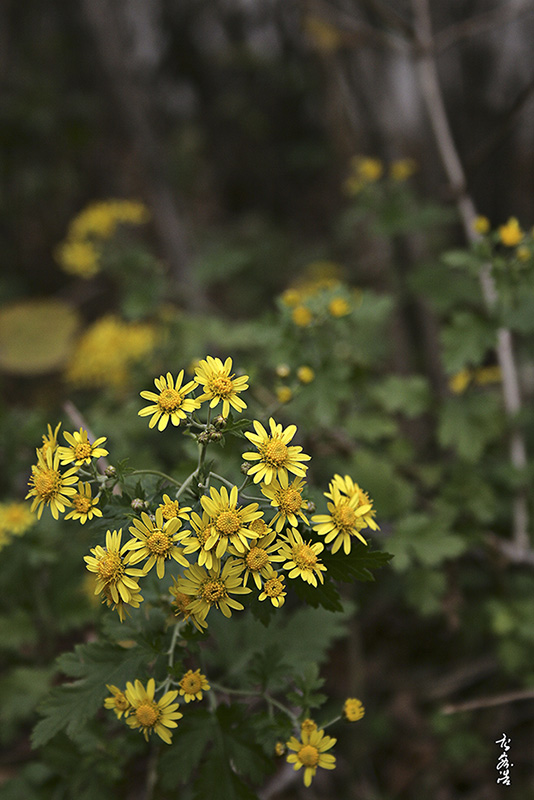 산국9991.jpg