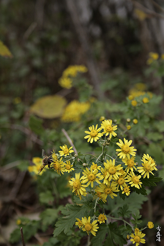 산국9993.jpg