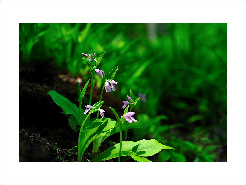 DSC_5320.jpg