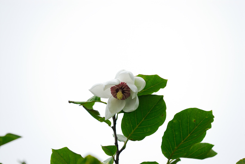DSC_8909-1.jpg