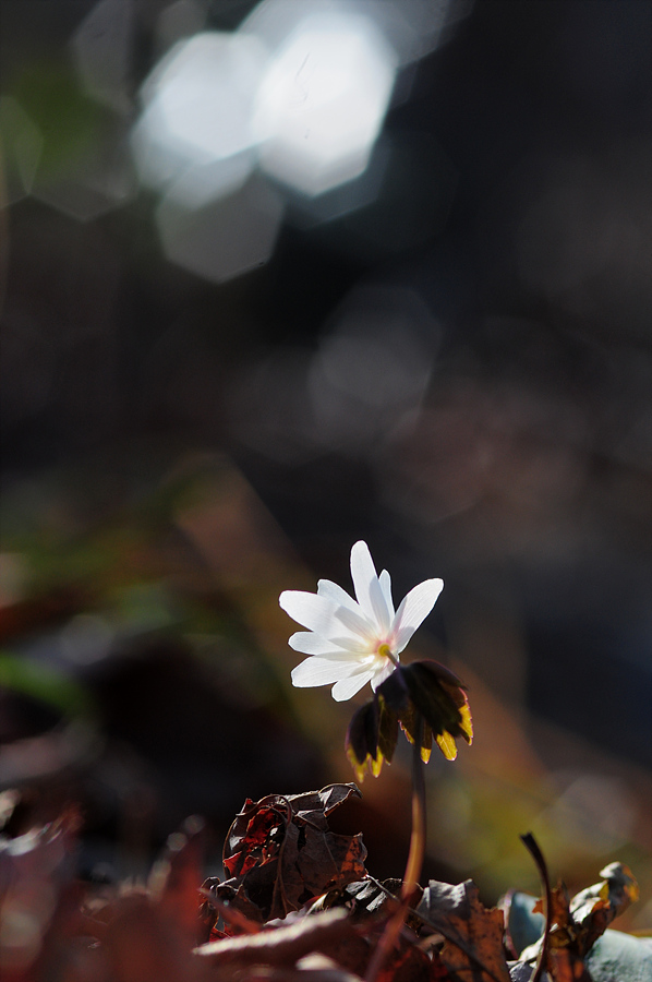 DSC_3768.jpg