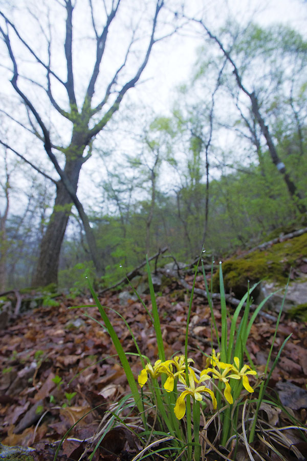 20130504_0073a-1.jpg
