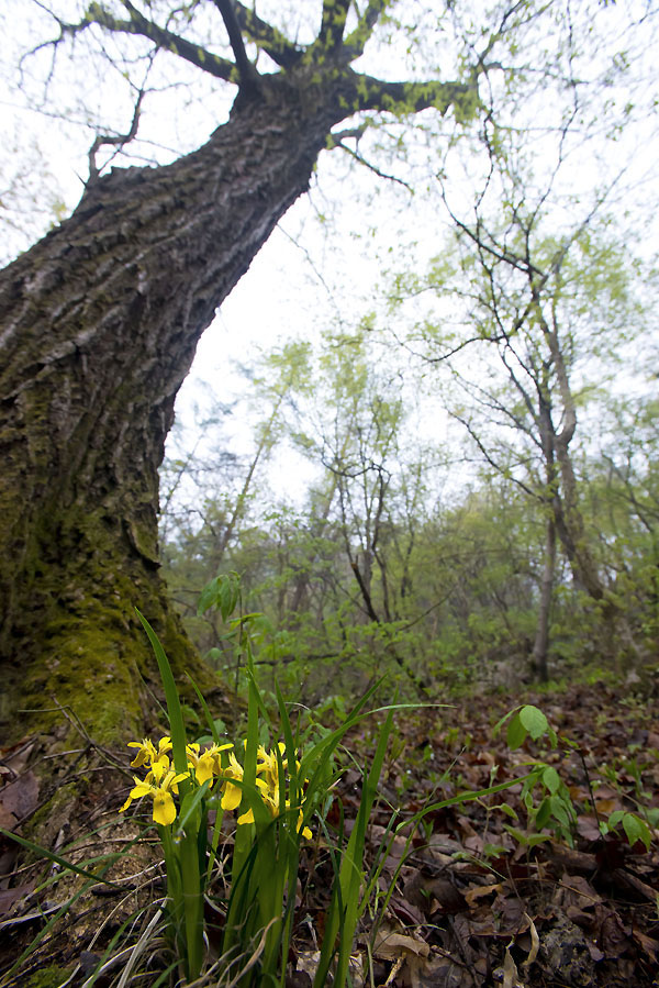 20130504_0063a-1.jpg