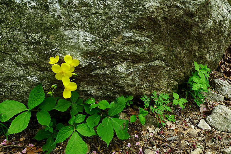 L1160340-1.jpg