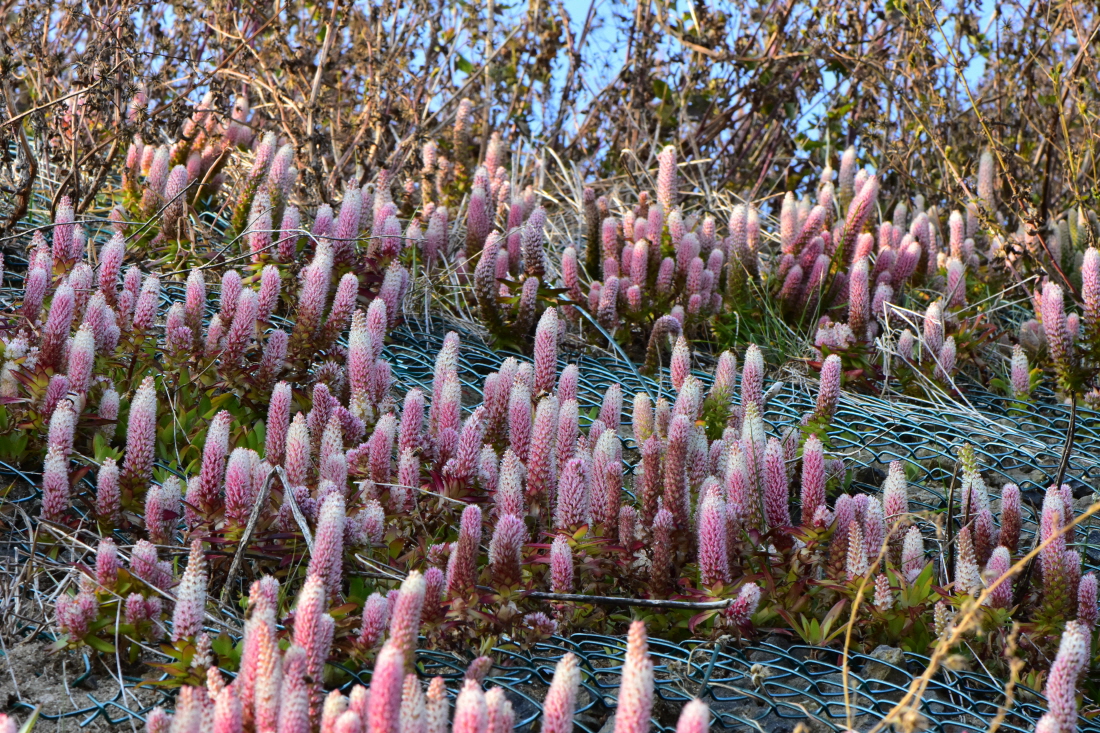 DSC_9966.JPG